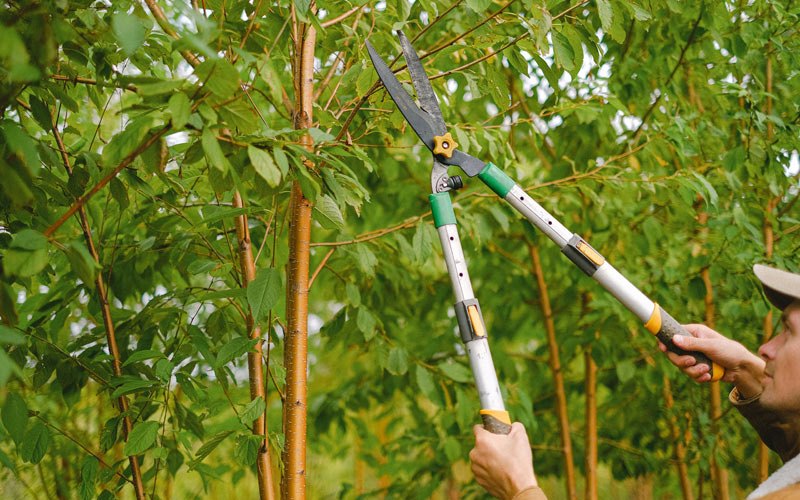 Tree trimming in Everly, IA